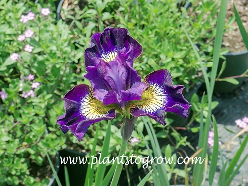 Siberian Iris Contrast in Styles
28 inches
midseason